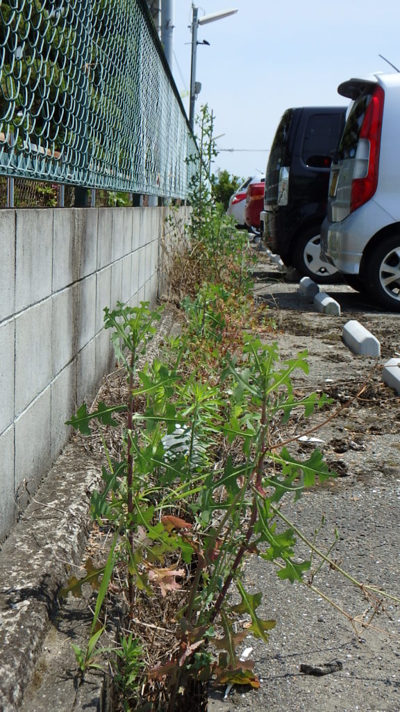 【駐車場管理】溝の詰まり解消！草と土砂の除去で安全・快適に【和歌山市】