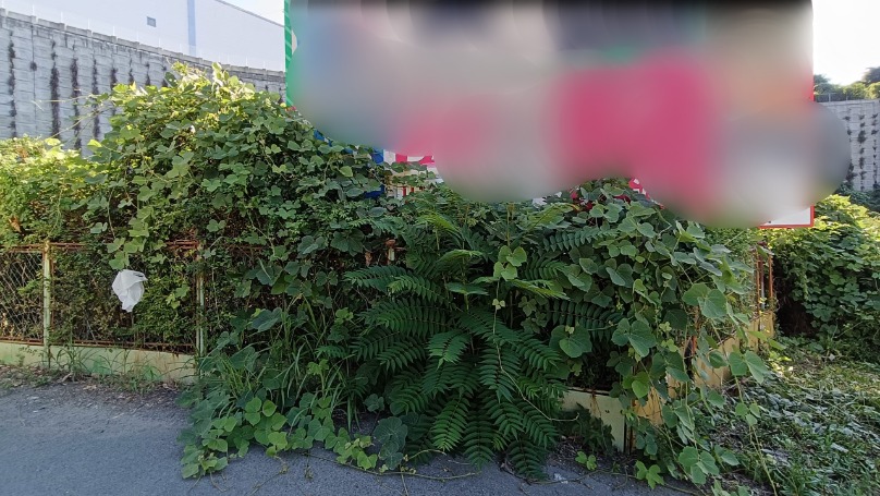 ツタが生い茂り看板の文字が見えにくくなっている貸し看板の正面