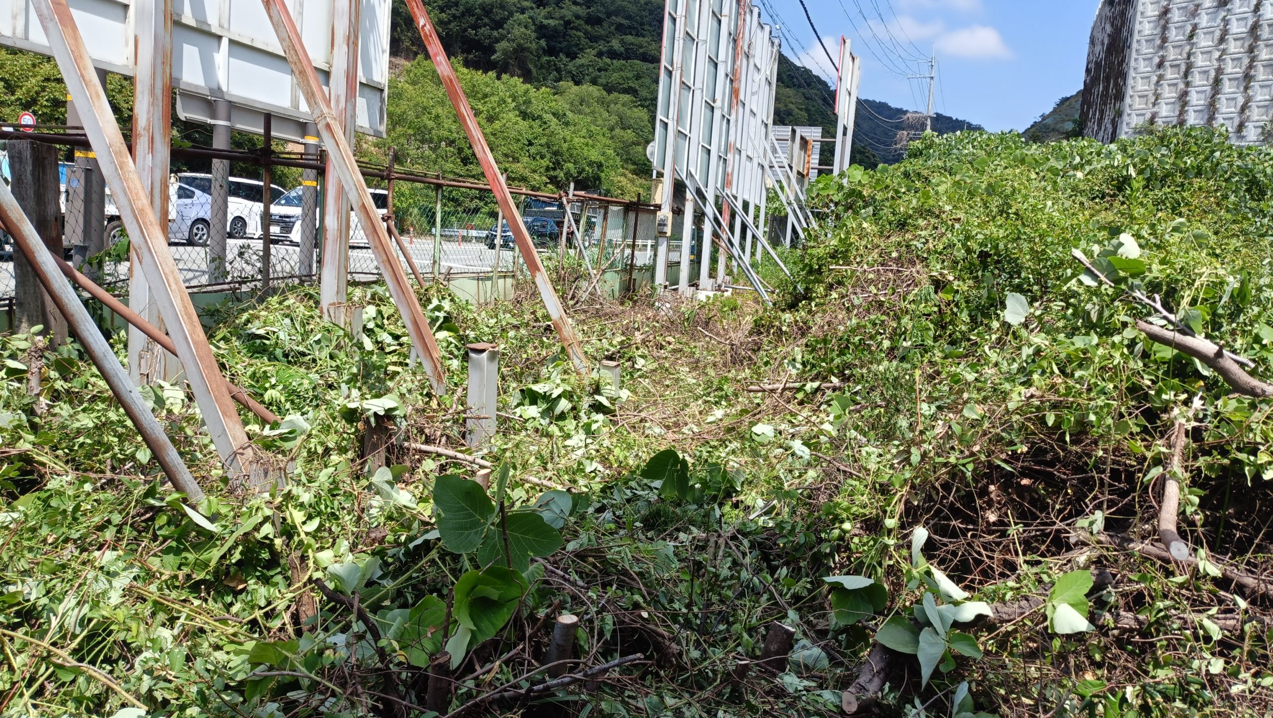 貸し看板の裏側で伐採されたツタや枝が山積みになっている伐採作業中の様子