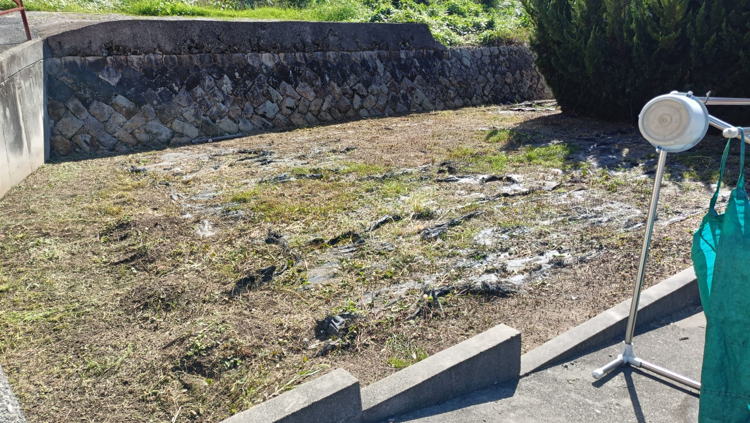 大阪府熊取町の庭掃除完了後。伐採と草刈りにより地面が見えるほどスッキリした様子