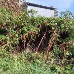 赤い茎の雑草が群生し地面が見えなくなっている様子