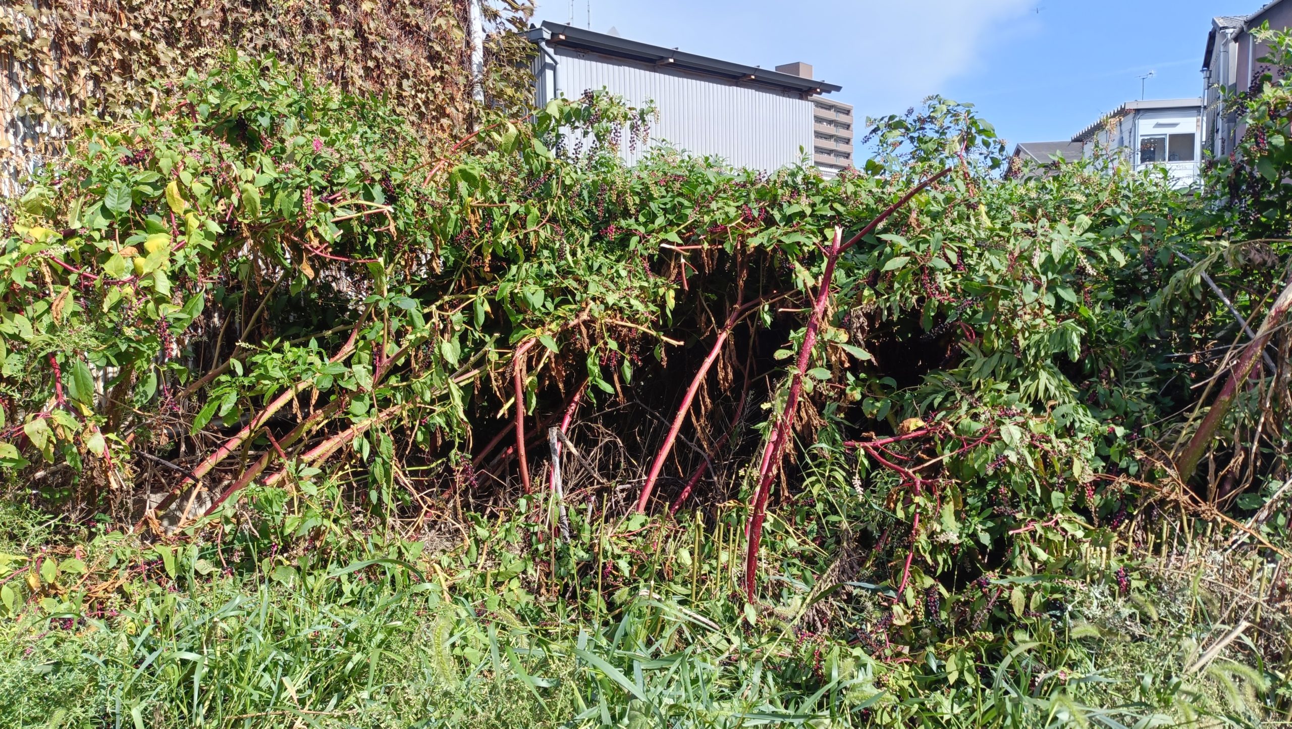 赤い茎の雑草が群生し地面が見えなくなっている様子
