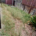 空き家の裏庭一面に雑草が生い茂っている作業前の様子