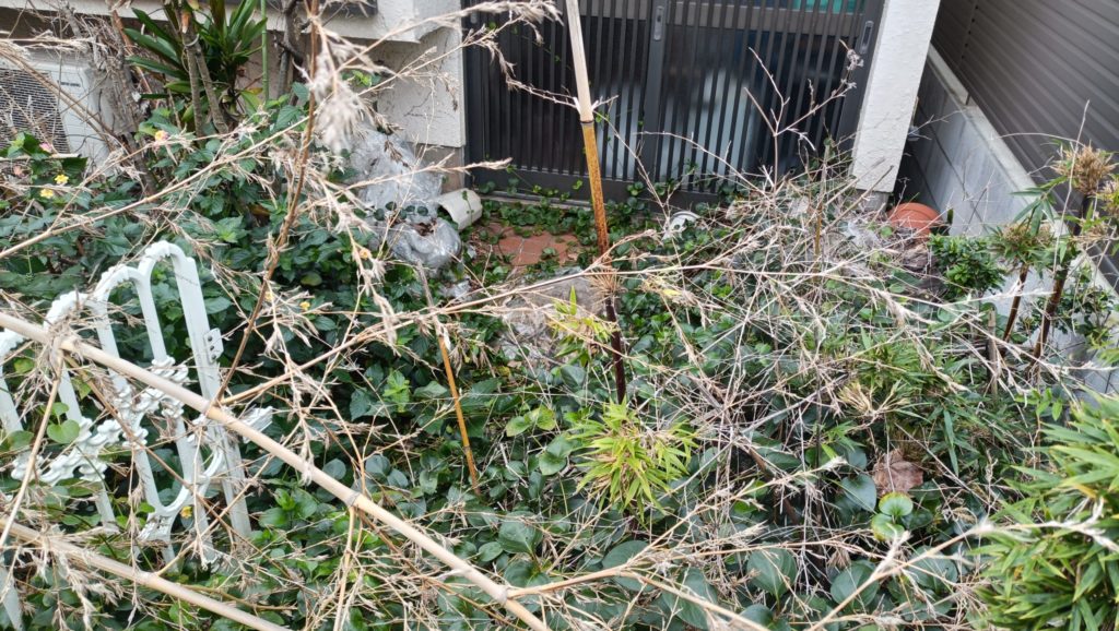 玄関前の通路が雑草とつる植物で塞がれている様子